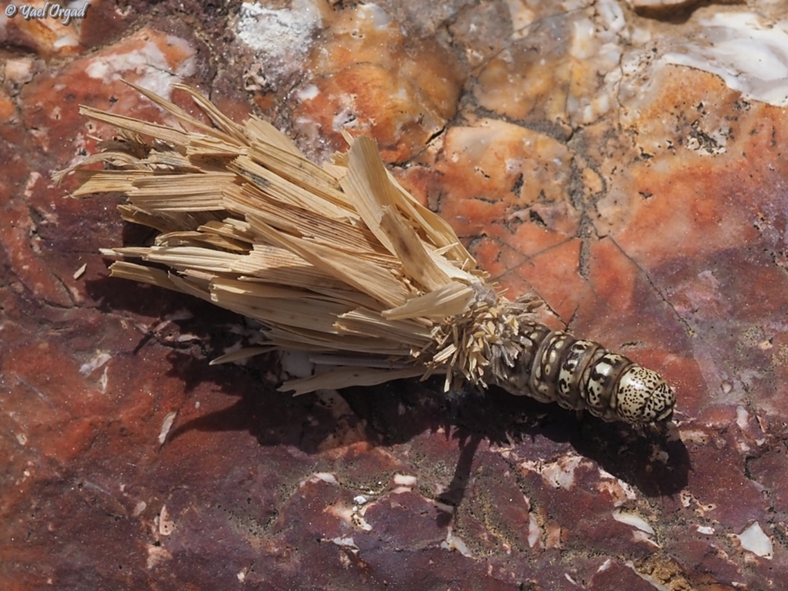 Amicta zelleri - caterpillar the caterpillar builds itself a case of twigs. it can hide completely inside it, and look like a small pile of twigs.  Amicta zelleri,Geotagged,Israel,Spring