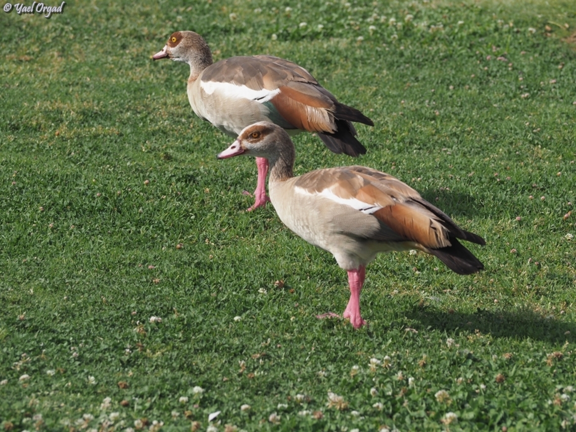 Alopochen aegyptiaca The Egyptian geese have become very common in Israel in recent years. from a rare one coming from Egypt here and there - now they&#039;re everywhere. they are completely unafraid of anyone or anything... this picture was taken from a distance of about 2m...  Alopochen aegyptiacus,Egyptian Goose,Geotagged,Israel,Spring