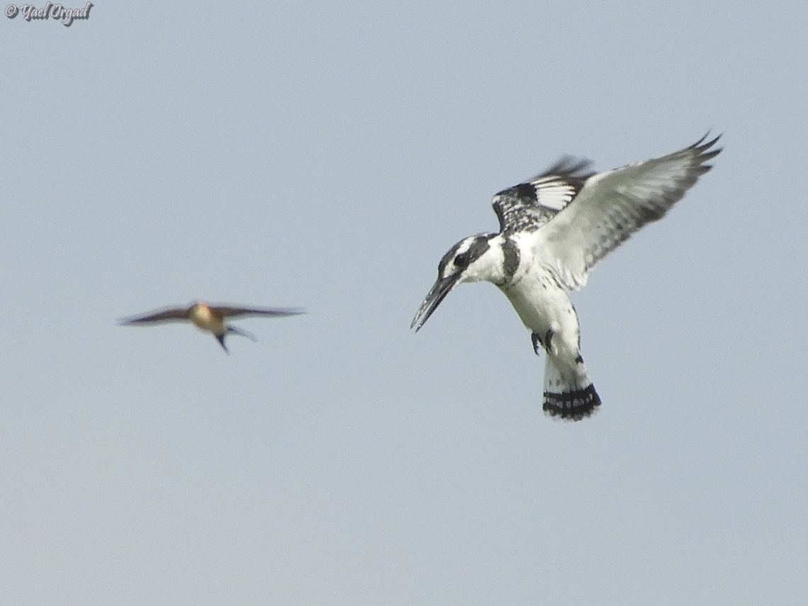 Pied Kingfisher with a swallow photobombing it.  Ceryle rudis,Geotagged,Israel,Pied Kingfisher,Spring