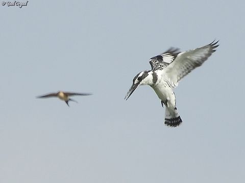 Pied Kingfisher with a swallow photobombing it.  Ceryle rudis,Geotagged,Israel,Pied Kingfisher,Spring