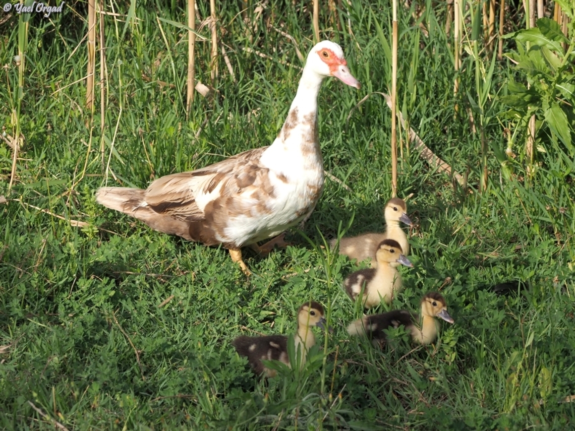 Muscovy duck - mom & chicks white version<br />
<br />
black version here:<br />
<figure class="photo"><a href="https://www.jungledragon.com/image/160677/muscovy_duck_-_mom_chicks.html" title="Muscovy duck - mom &amp; chicks"><img src="https://s3.amazonaws.com/media.jungledragon.com/images/3519/160677_thumb.JPG?AWSAccessKeyId=05GMT0V3GWVNE7GGM1R2&Expires=1767225610&Signature=uoXF%2BEBvzskFAgb424GiHi8zEUc%3D" width="200" height="150" alt="Muscovy duck - mom &amp; chicks black version. <br />
<br />
white version here:<br />
https://www.jungledragon.com/image/160675/muscovy_duck_-_mom_chicks.html Cairina moschata,Geotagged,Israel,Muscovy duck,Spring" /></a></figure> Cairina moschata,Geotagged,Israel,Muscovy duck,Spring