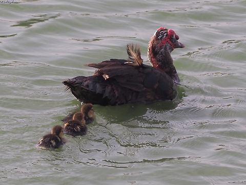 Muscovy duck - mom & chicks black version. 

white version here:
https://www.jungledragon.com/image/160675/muscovy_duck_-_mom_chicks.html Cairina moschata,Geotagged,Israel,Muscovy duck,Spring