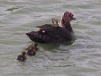 Muscovy duck - mom & chicks black version. <br />
<br />
white version here:<br />
https://www.jungledragon.com/image/160675/muscovy_duck_-_mom_chicks.html Cairina moschata,Geotagged,Israel,Muscovy duck,Spring