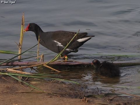 Moorhen - mom & chick  Common Moorhen,Gallinula chloropus,Geotagged,Israel,Spring