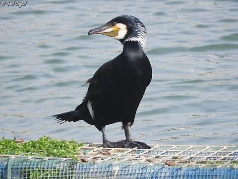 Phalacrocorax carbo  Geotagged,Great Cormorant,Israel,Phalacrocorax carbo,Spring