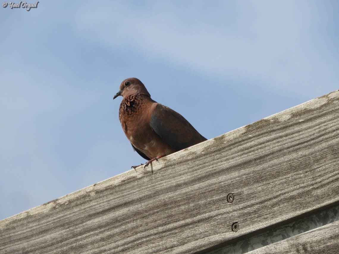 Spilopelia senegalensis male, looking for females.  Geotagged,Israel,Laughing Dove,Spilopelia senegalensis,Spring
