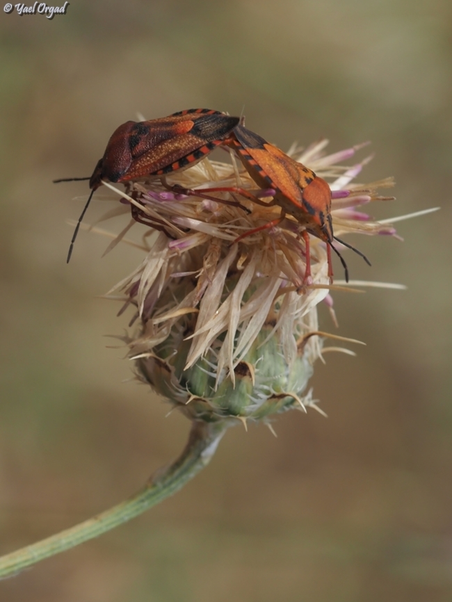 Carpocoris mediterraneus  Carpocoris mediterraneus,Geotagged,Israel,Red Shield Bug,Spring