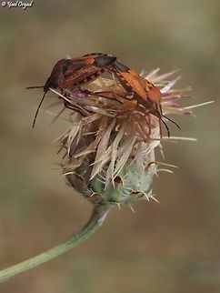 Carpocoris mediterraneus  Carpocoris mediterraneus,Geotagged,Israel,Red Shield Bug,Spring