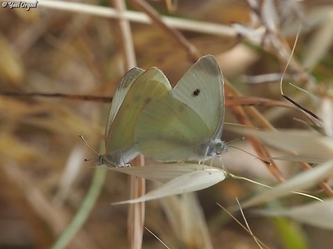 Pieris brassicae  Geotagged,Israel,Large white,Pieris brassicae,Spring