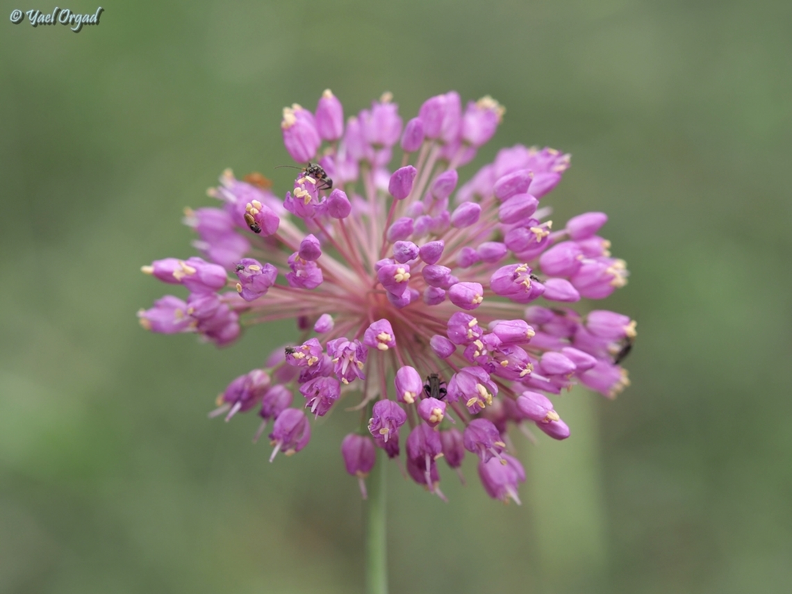 Allium carmeli  Allium carmeli,Geotagged,Israel,Spring