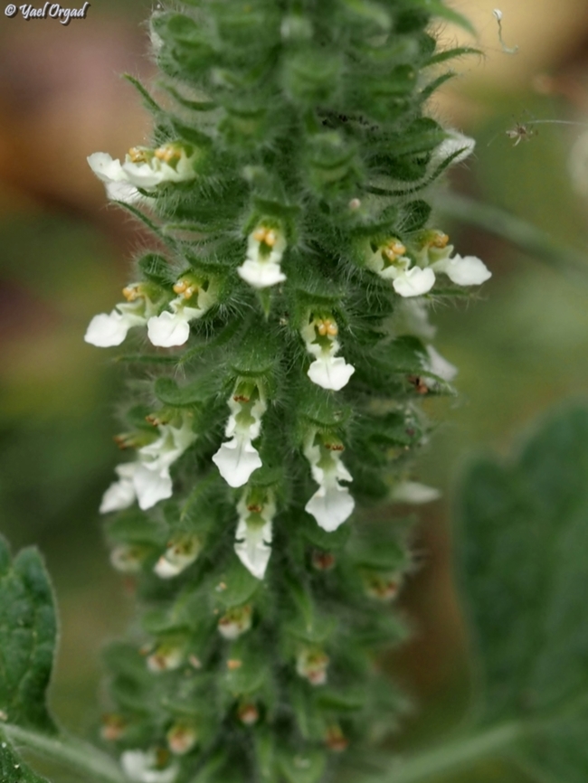 Teucrium lamiifolium  Geotagged,Israel,Spring,Teucrium lamiifolium