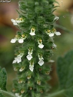 Teucrium lamiifolium  Geotagged,Israel,Spring,Teucrium lamiifolium