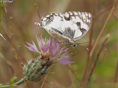 Melanargia titea on Centaurea crocodylium  Centaurea crocodylium,Geotagged,Israel,Levantine Marbled White,Melanargia titea,Spring