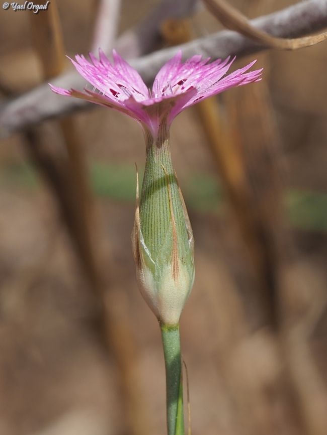 Dianthus tripunctatus  Dianthus tripunctatus,Geotagged,Israel,Spring,Three-spotted Pink