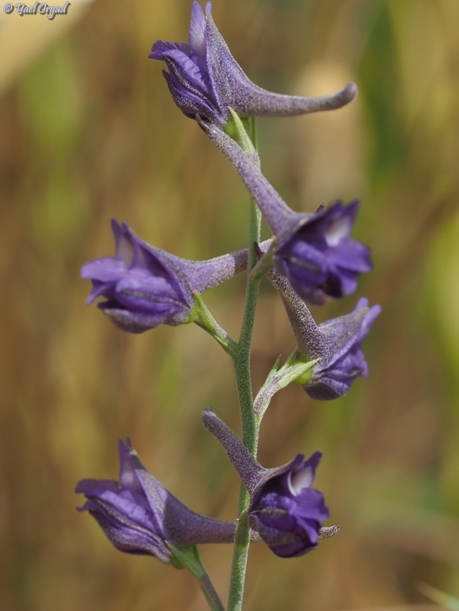 Delphinium peregrinum  Delphinium peregrinum,Geotagged,Israel,Spring