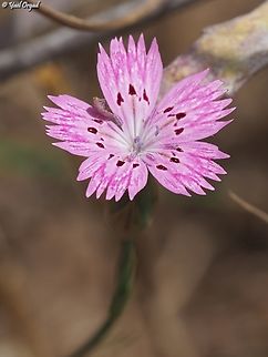 Dianthus tripunctatus  Dianthus tripunctatus,Geotagged,Israel,Spring,Three-spotted Pink