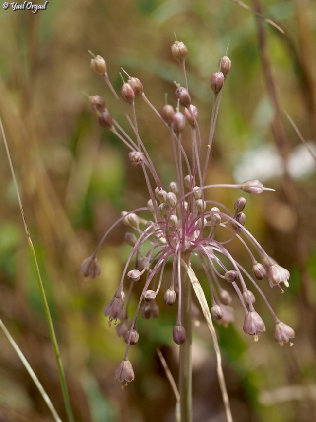 Allium daninianum  Allium daninianum,Geotagged,Israel,Spring