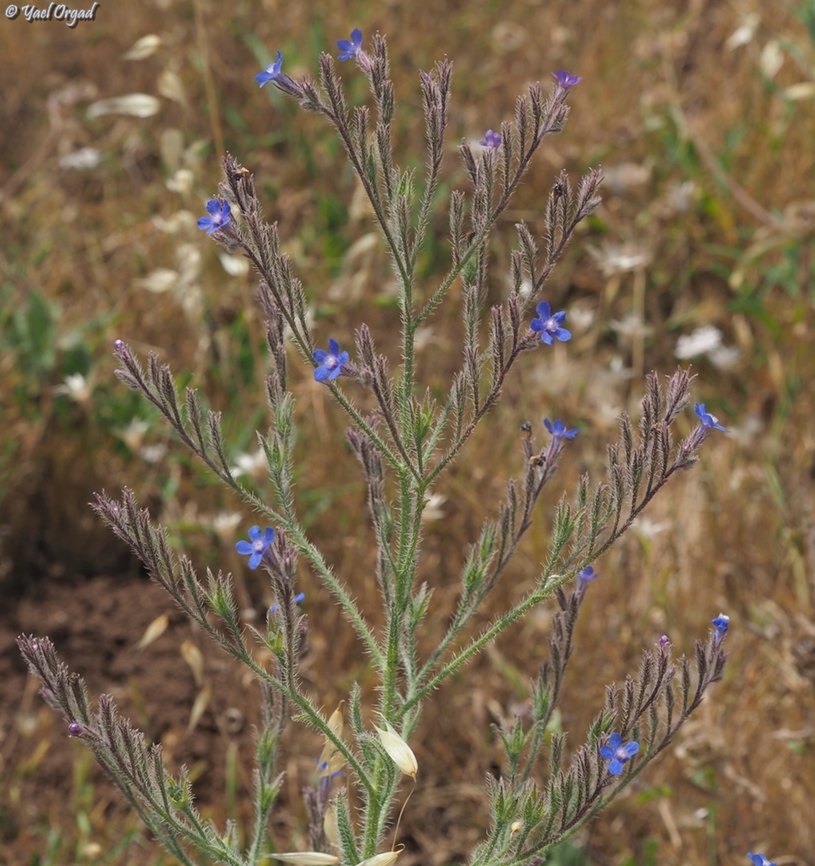 Anchusa azurea  Anchusa azurea,Garden anchusa,Geotagged,Israel,Spring