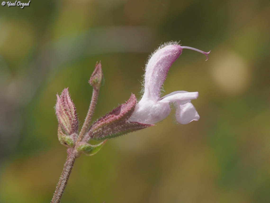 Salvia eigii  Geotagged,Israel,Salvia eigii,Spring