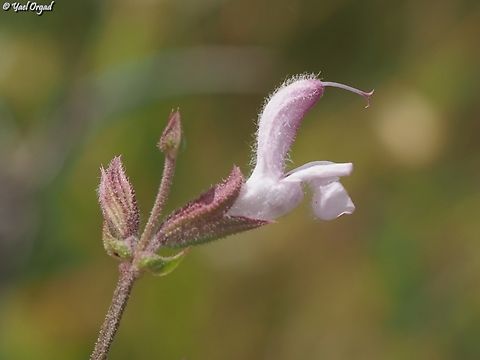 Salvia eigii  Geotagged,Israel,Salvia eigii,Spring