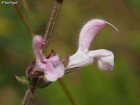Salvia eigii  Geotagged,Israel,Salvia eigii,Spring
