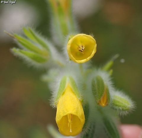 Onosma gigantea  Geotagged,Israel,Onosma gigantea,Spring