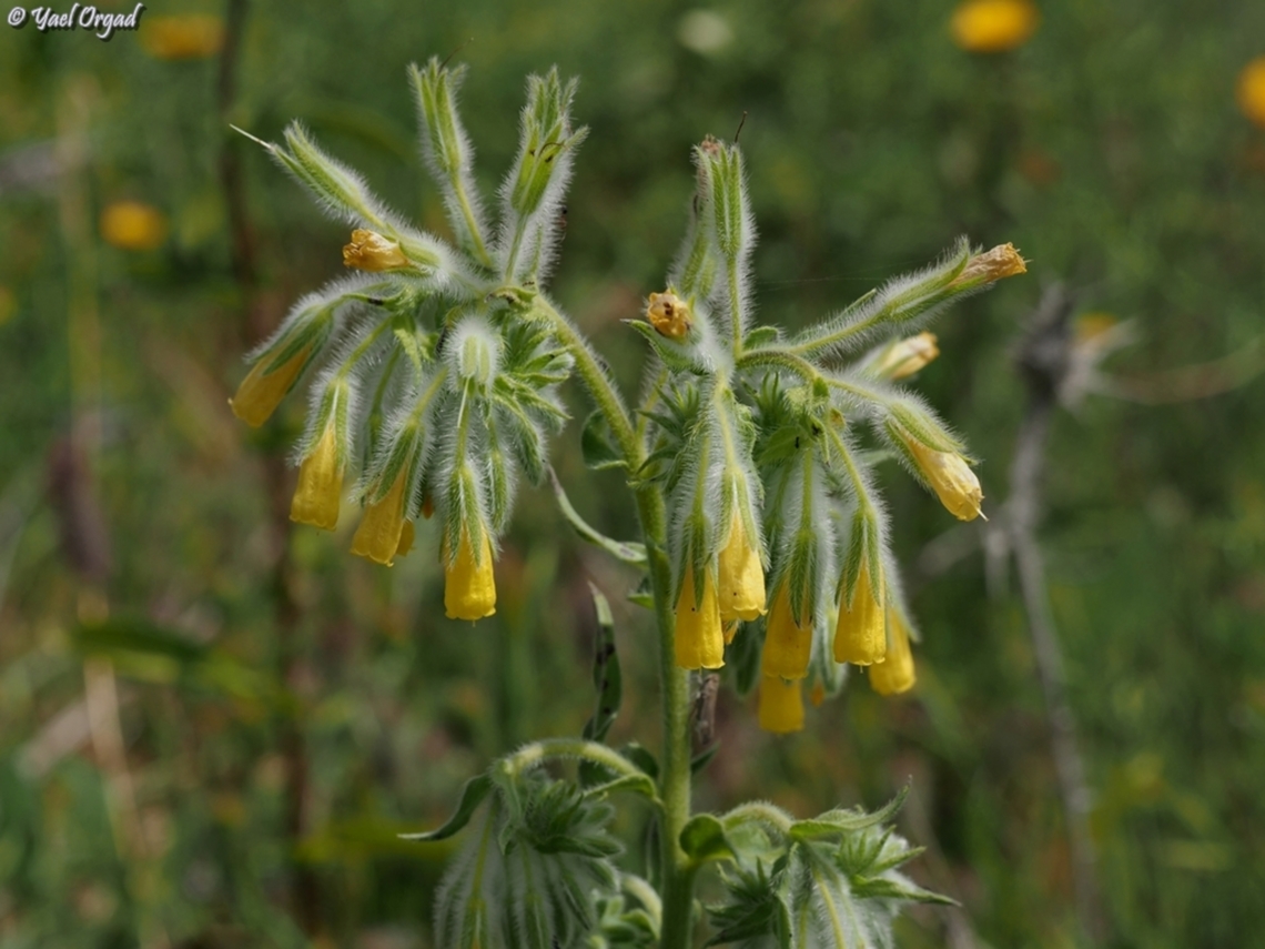Onosma gigantea  Geotagged,Israel,Onosma gigantea,Spring