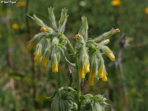 Onosma gigantea  Geotagged,Israel,Onosma gigantea,Spring