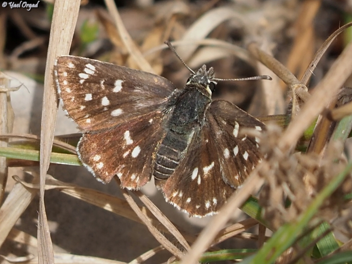 Pyrgus melotis  Geotagged,Israel,Pyrgus melotis,Spring