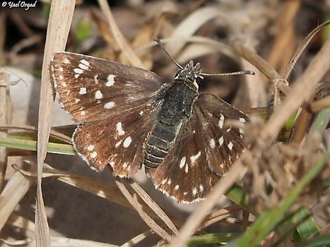 Pyrgus melotis  Geotagged,Israel,Pyrgus melotis,Spring
