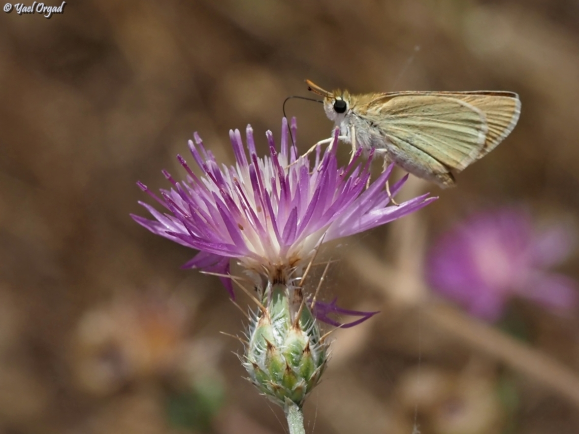 Thymelicus sylvestris  Geotagged,Israel,Small skipper,Spring,Thymelicus sylvestris