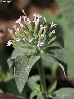 Ziziphora capitata  Geotagged,Israel,Spring,Ziziphora capitata