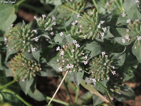 Ziziphora capitata  Geotagged,Israel,Spring,Ziziphora capitata