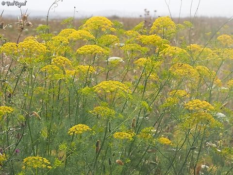 Ridolfia segetum  Geotagged,Israel,Ridolfia,Ridolfia segetum,Spring