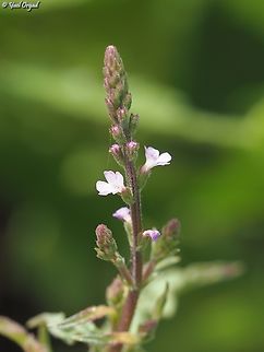 Verbena officinalis  Common Vervain,Geotagged,Israel,Spring,Verbena officinalis