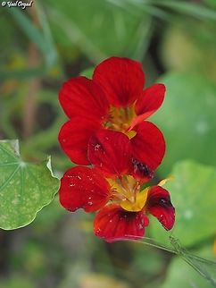 Tropaeolum majus invasive in Israel Geotagged,Israel,Spring,Tropaeolum majus,Tropaeolum_majus
