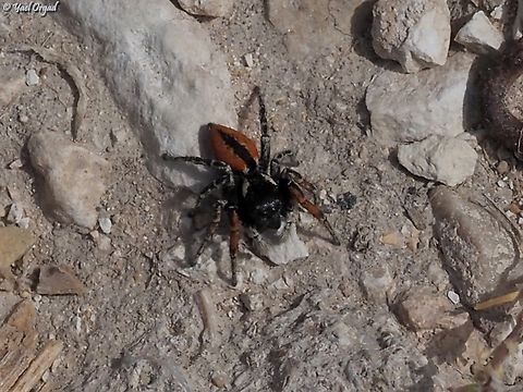Philaeus chrysops  Geotagged,Israel,Philaeus chrysops,Red-bellied Jumping Spider,Spring