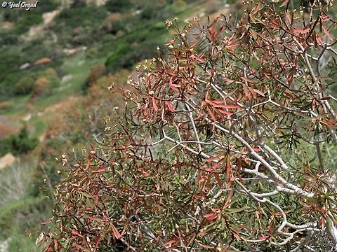 Euphorbia dendroides in Israel - it blooms in February, so it is drying out for the summer, getting fall colors in the spring. 
 Euphorbia dendroides,Geotagged,Israel,Spring,Tree Spurge