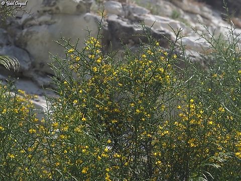 Genista fasselata  Genista fasselata,Geotagged,Israel,Spring