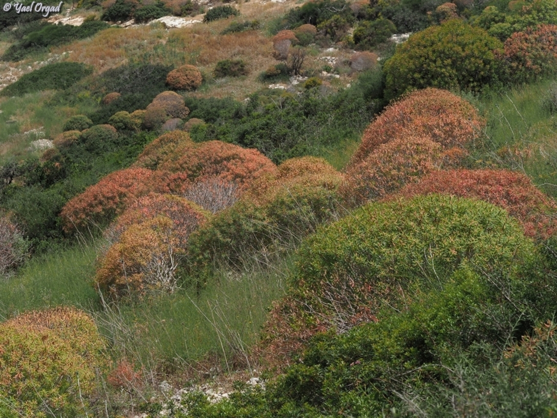 Euphorbia dendroides fall colors in the spring...  Euphorbia dendroides,Geotagged,Israel,Spring,Tree Spurge