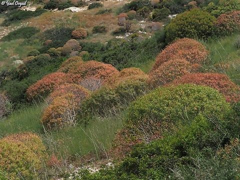 Euphorbia dendroides fall colors in the spring...  Euphorbia dendroides,Geotagged,Israel,Spring,Tree Spurge