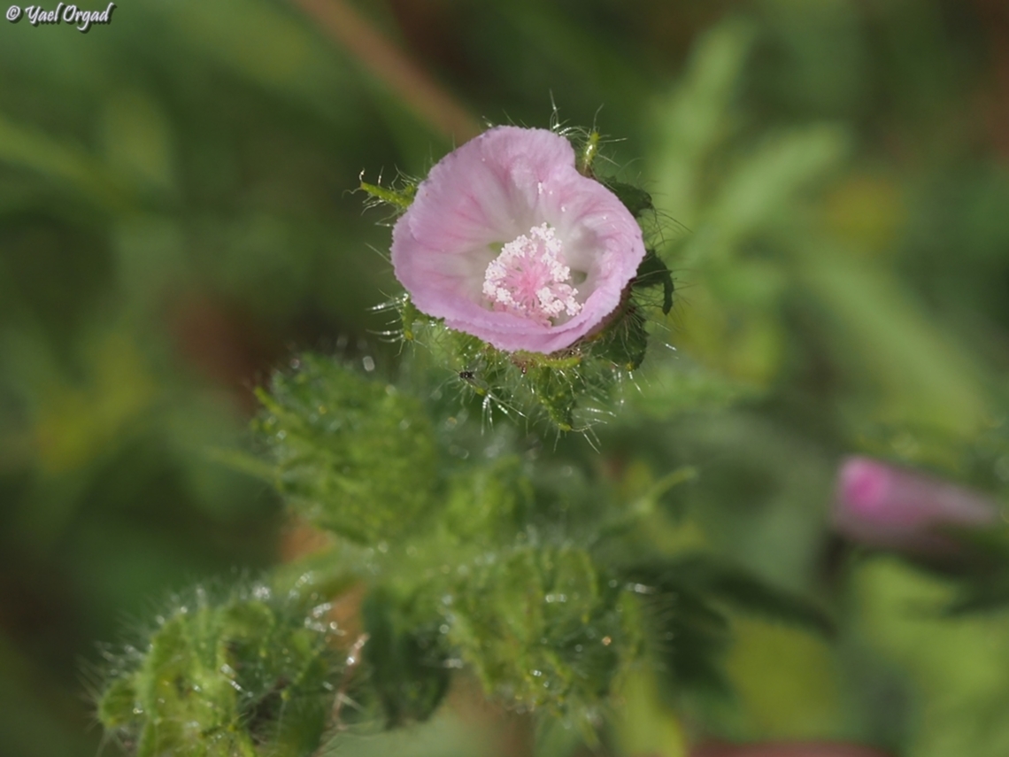 Althaea hirsuta  Althaea hirsuta,Geotagged,Israel,Spring