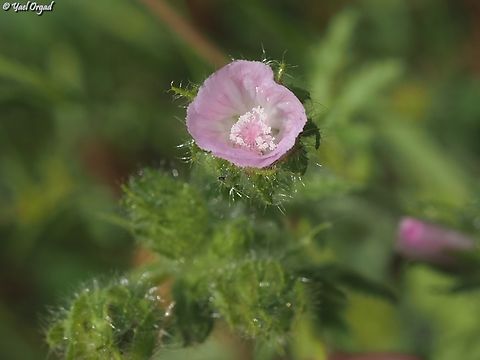 Althaea hirsuta  Althaea hirsuta,Geotagged,Israel,Spring