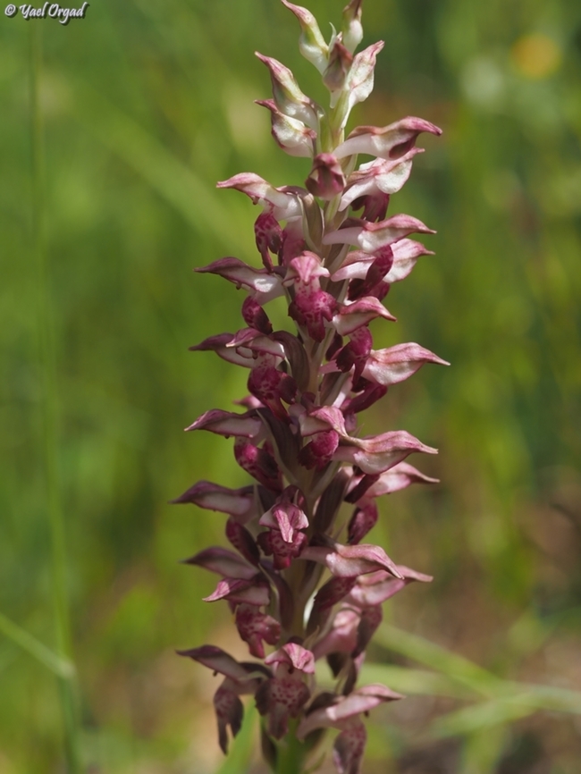 Anacamptis coriophora Anacamptis coriophora is an extremely rare flower in Israel, today it is known from 2 areas - lower Mount Hermon and north of the Hula Valley. all these areas are now constantly under Hezbollah missiles, so this year I didn't go visiting them. <br />
so you can imagine our pleasure, our surprise and our joy when we found one on mount Carmel!  Anacamptis coriophora,Bug Orchid