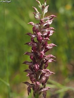 Anacamptis coriophora Anacamptis coriophora is an extremely rare flower in Israel, today it is known from 2 areas - lower Mount Hermon and north of the Hula Valley. all these areas are now constantly under Hezbollah missiles, so this year I didn't go visiting them. 
so you can imagine our pleasure, our surprise and our joy when we found one on mount Carmel!  Anacamptis coriophora,Bug Orchid