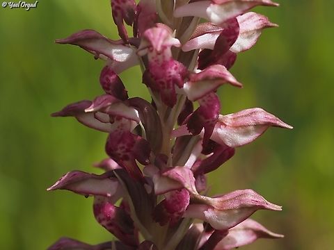 Anacamptis coriophora  Anacamptis coriophora,Bug Orchid,Geotagged,Israel,Spring