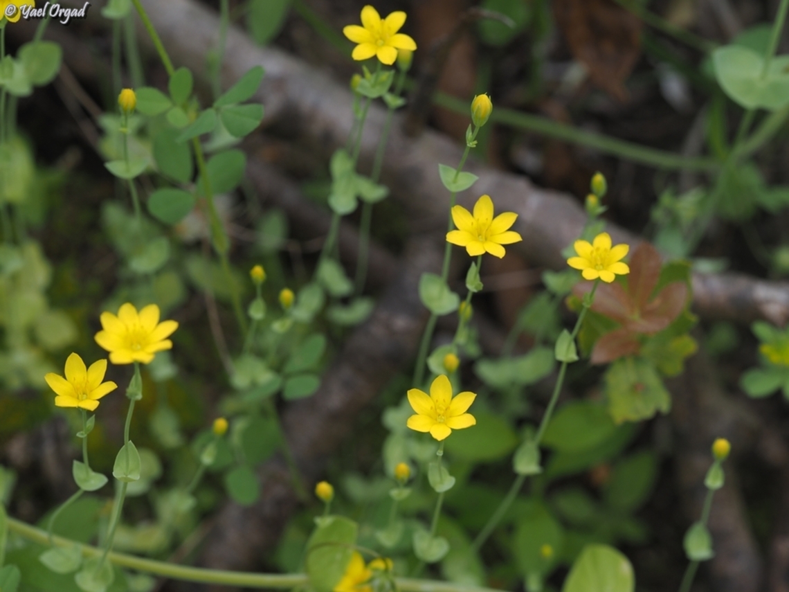 Blackstonia perfoliata  Blackstonia perfoliata,Geotagged,Israel,Spring,Yellow-wort