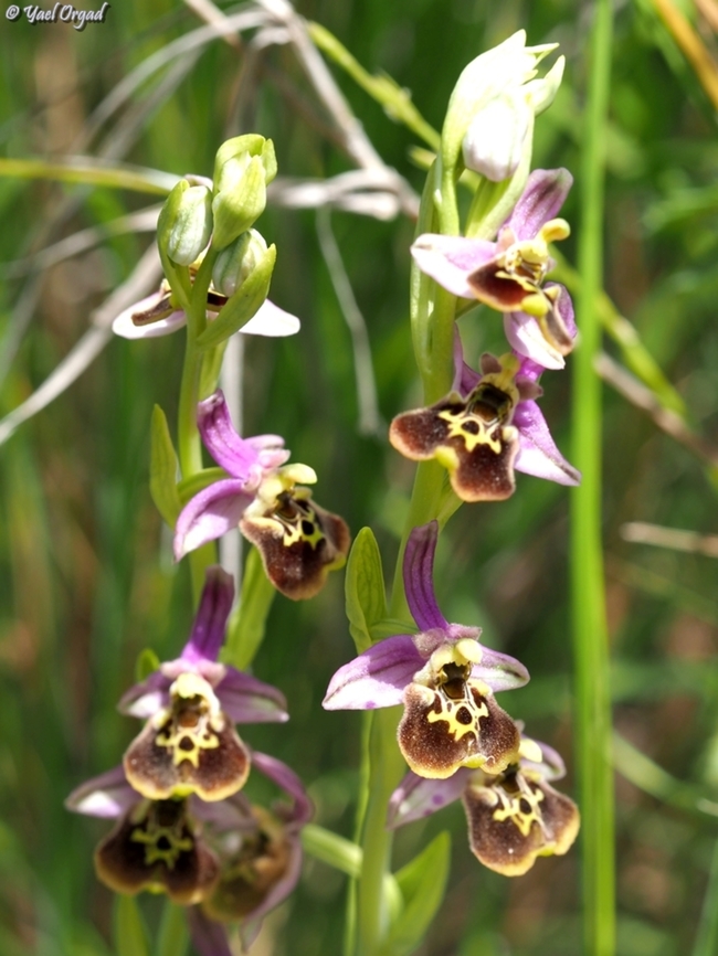 Ophrys fuciflora  Geotagged,Israel,Ophrys fuciflora,Spring