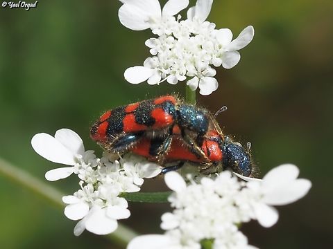 Trichodes affinis  Geotagged,Israel,Spring,Trichodes affinis