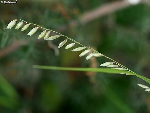 Melica minuta  Geotagged,Israel,Melica minuta,Spring